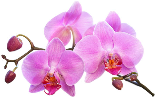 home-orchid